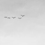 Photo Birds flying