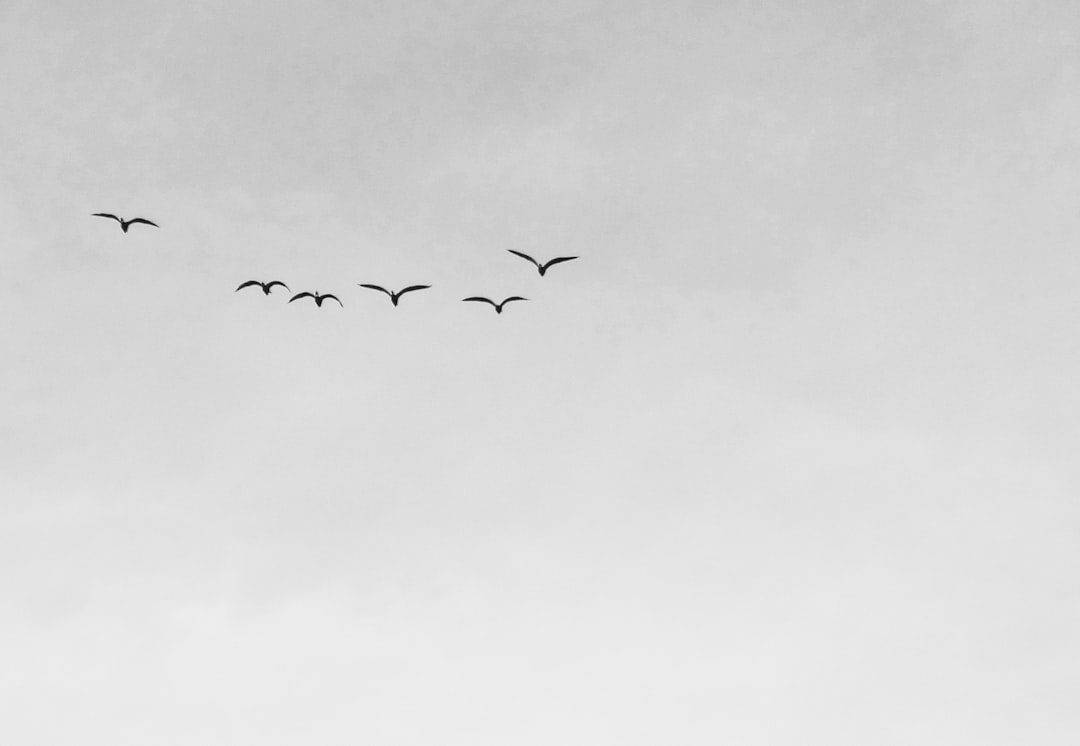 Photo Birds flying